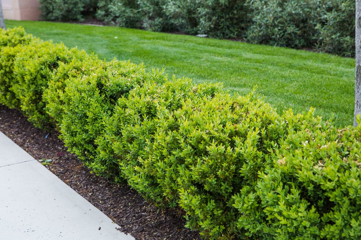 A neatly clipped boxwood hedge in a formal garden setting, sharp clean lines from professional trimming